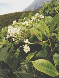 Close-up of flowers growing on tree