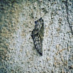 Close-up of lizard