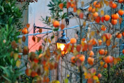 Close-up of orange tree