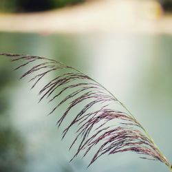 Close-up of reeds against sky