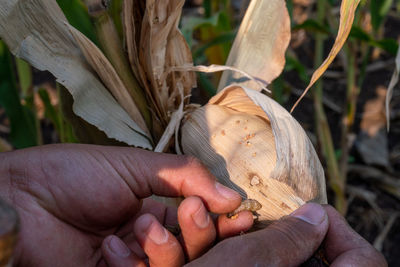 Close-up of hand holding plant
