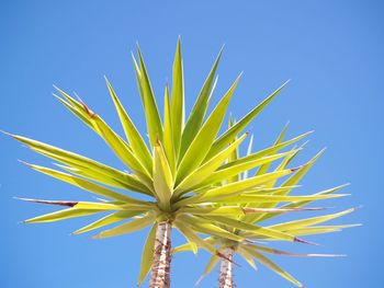 Low angle view of flowering plant against clear blue sky