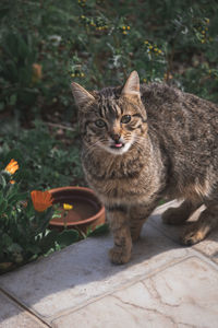 Portrait of cat sitting by plants