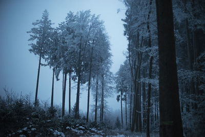 Trees in forest during winter