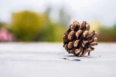 Pine cone on table