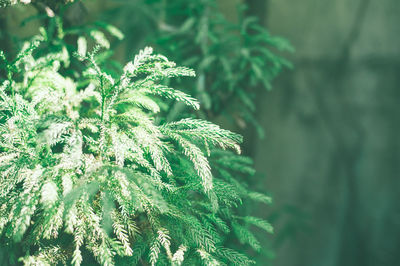 Close-up of fresh green plant