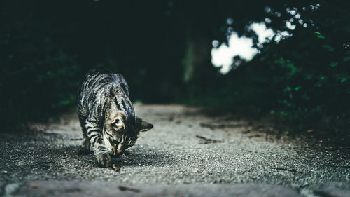 View of cat walking on street