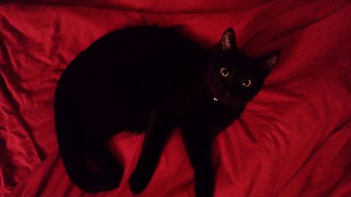 Cat relaxing on sofa