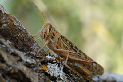 Close-up of lizard