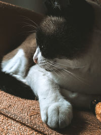 Close-up of cat resting