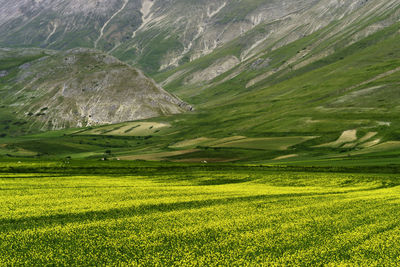 Scenic view of agricultural field