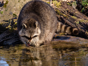 Lion drinking water in a lake