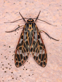 Close-up of butterfly