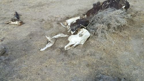 High angle view of dead animal on beach