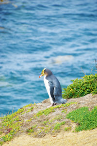 Side view of a penguin on rock at beach