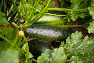 Close-up of green plants in water