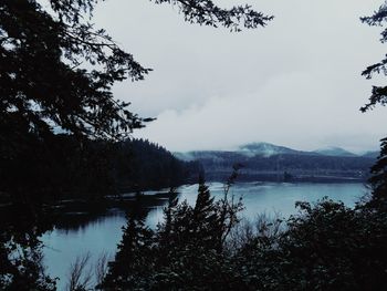 Scenic view of lake in forest against sky