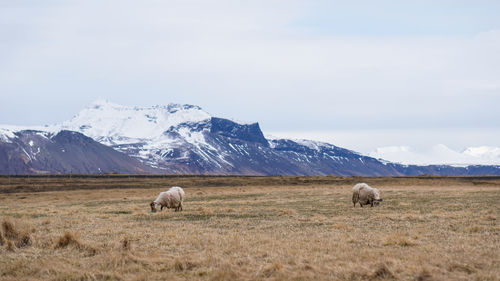 Ram  in a dry field of iceland