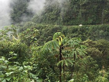 Scenic view of forest