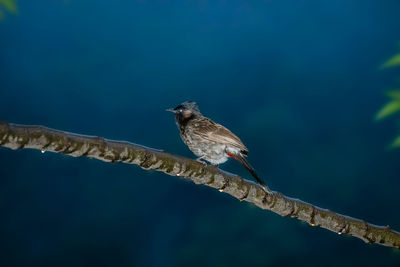 Old world flycatcher bird sitting on the twigs