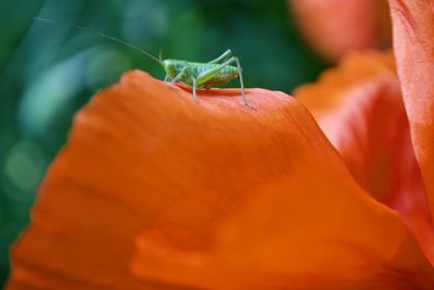 Close-up of insect on orange flower