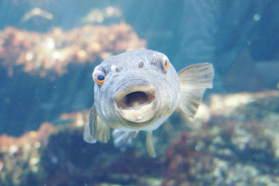 Close-up of fish swimming in sea