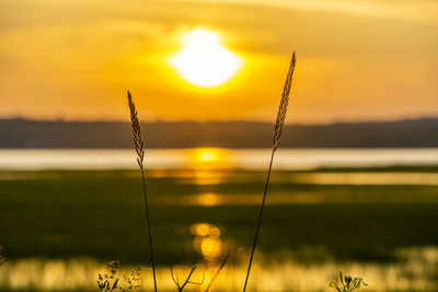 Silhouette plants against orange sky during sunset