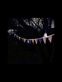 Trees in the dark
