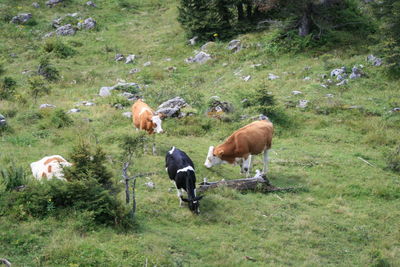 Cows grazing on field