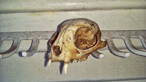 Close-up of animal skull