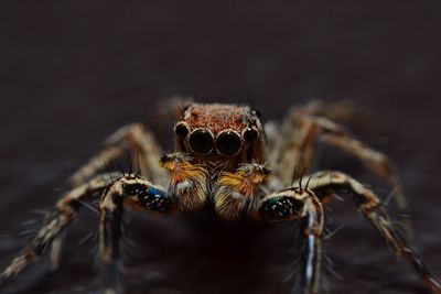 Close-up of spider