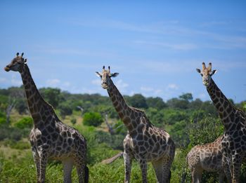 Giraffe on safari