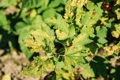 Close-up of fresh green plant