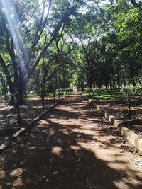 Footpath amidst trees in forest