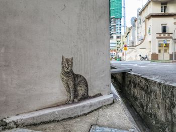 Portrait of a cat sitting outside building