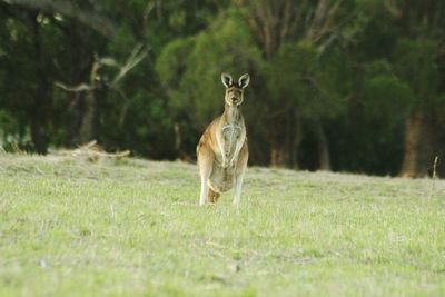 Kangaroo standing on field