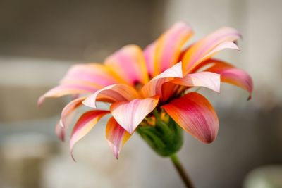 Close-up of pink flower