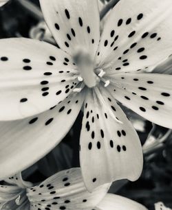 Full frame shot of white flower