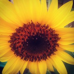 Close-up of sunflower blooming outdoors