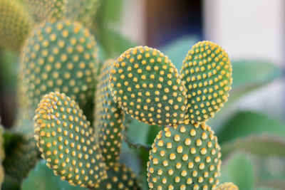 Close-up of succulent plant