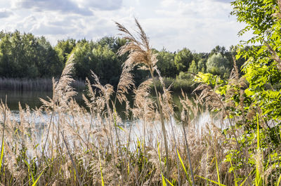 Plants growing on field by lake