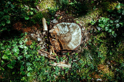 Close-up of tree stump in forest