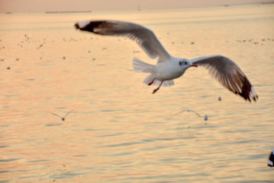 Seagulls flying over sea