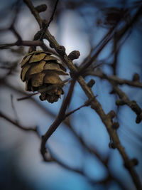 Close-up of dried plant