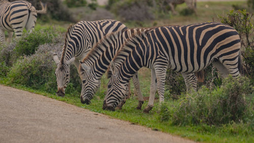Zebra in the wild and savannah landscape of africa
