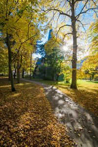 Road amidst trees in park during autumn