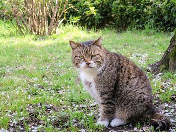 Portrait of cat on grass