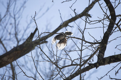 Low angle view of bird perching on branch