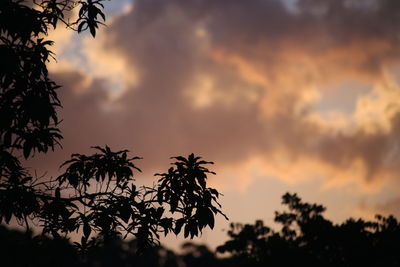 Low angle view of silhouette trees against sky at sunset