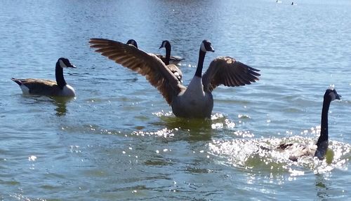 Bird in water